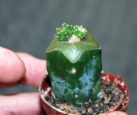 Aztekium valdezii