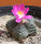 Aztekium valdezii