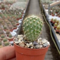 Neoporteria subgibbosa PHA 2605 Los Vilos