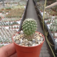 Neoporteria subgibbosa PHA 2605 Los Vilos