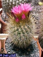 Neoporteria subgibbosa PHA 2605 Los Vilos