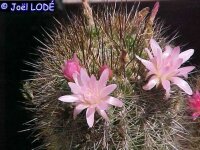 Neoporteria subgibbosa PHA 2605 Los Vilos