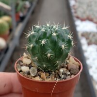 Lobivia chrysochete PHA 2709 El Palacio 3740m