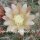 Mammillaria kunzeana