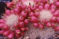 Mammillaria multiceps