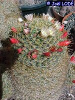 Mammillaria wildii Rep 1110 Metzquititlan, Hidalgo, Mexico