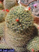 Mammillaria wildii Rep 1110 Metzquititlan, Hidalgo, Mexico