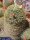 Mammillaria wildii Rep 1110 Metzquititlan, Hidalgo, Mexico