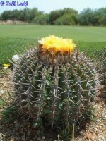 Echinocactus visnaga