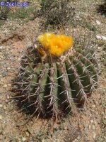 Echinocactus visnaga