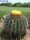 Echinocactus visnaga