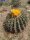 Echinocactus visnaga