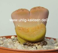 Lithops hookeri v. lutea C 038 TL 5 km NE Groblershoop,...
