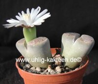 Lithops hallii v. hallii (Brown Form) C 135 20 km SE...
