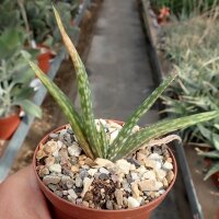 Aloe bulbillifera