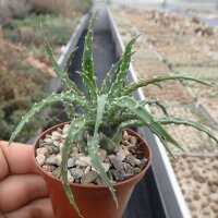 Aloe humilis