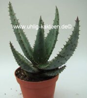 Aloe reitzii