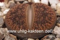 Lithops aucampiae v. aucampiae cv. Kuruman form C 332