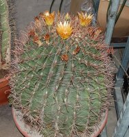 Ferocactus wislizenii