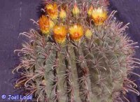 Ferocactus wislizenii