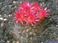 Neoporteria villosa