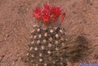 Neoporteria villosa