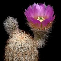 Echinoereus reichenbachii ssp. baileyi MAO 419 Arbuckle...