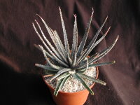 Aloe parvula