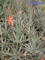 Aloe parvula