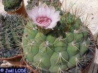 Gymnocalycium zegarrae PHA 2800 Aiquile-Comarapa, Bolivien