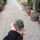 Gymnocalycium zegarrae PHA 2800 Aiquile-Comarapa, Bolivien