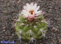 Gymnocalycium pflanzii v. marquezii PHA 2777...