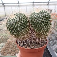 Mammillaria nejapensis