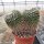 Mammillaria nejapensis