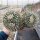Mammillaria nejapensis