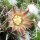 Mammillaria nejapensis