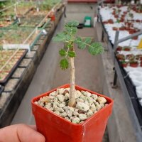 Boswellia sacra Oman