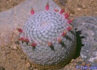 Mammillaria supertexta