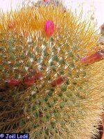 Mammillaria rhodantha