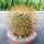 Mammillaria rhodantha