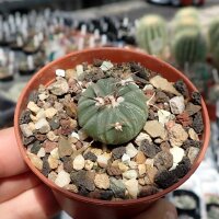 Echinocactus horizonthalonius ssp. subikii weiße...