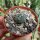 Echinocactus horizonthalonius ssp. subikii weiße Blüte