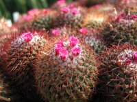 Mammillaria pringlei  Samen