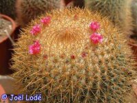 Mammillaria pringlei  Samen