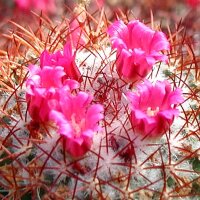 Mammillaria pringlei  Samen