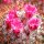 Mammillaria pringlei  Samen