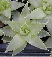 Aloe polyphylla, Spiral-Aaloe