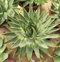 Aloe polyphylla, Spiral-Aaloe