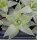 Aloe polyphylla, Spiral-Aaloe