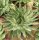 Aloe polyphylla, Spiral-Aaloe